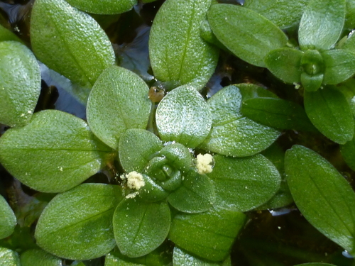 Callitriche brutia
