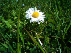 Bellis perennis