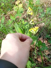 Primula veris