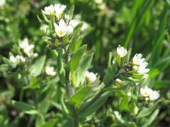 Buglossoides czernjajevii