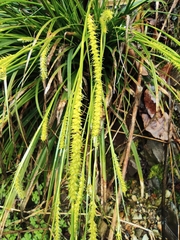 Carex dispalata