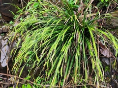 Carex dispalata