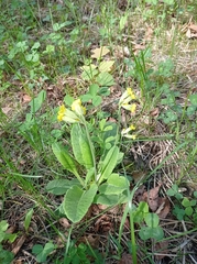 Primula veris