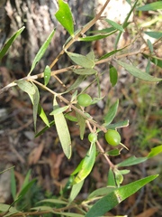 Persoonia mollis