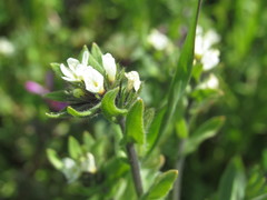 Buglossoides czernjajevii