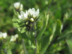 Buglossoides czernjajevii