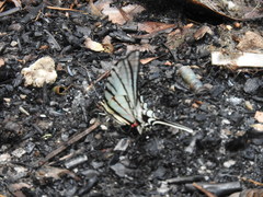 Protographium epidaus