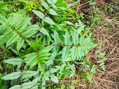 Rubus sumatranus