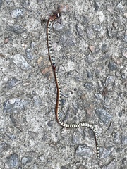 Sinomicrurus