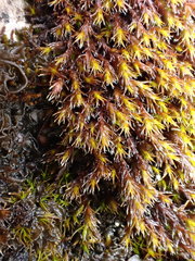 Schistidium papillosum