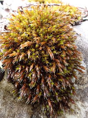 Schistidium robustum