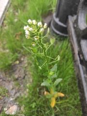 Thlaspi arvense