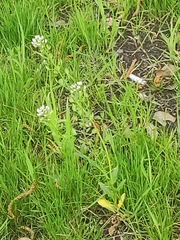 Thlaspi arvense