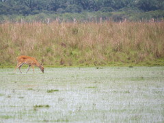 Odocoileus virginianus cariacou