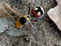 Dasymutilla sicheliana