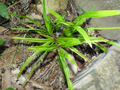 Cyperus pedunculosus