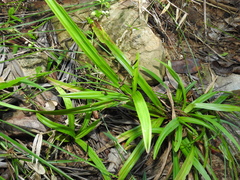 Cyperus pedunculosus
