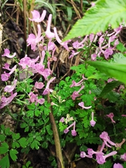 Corydalis yanhusuo