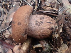 Tylopilus brunneus