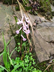 Corydalis yanhusuo