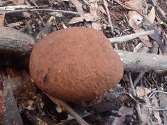 Tylopilus brunneus