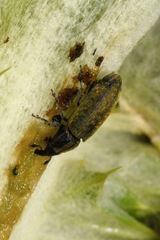 Lixus cardui