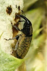 Lixus cardui