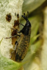Lixus cardui