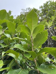 Syzygium simile