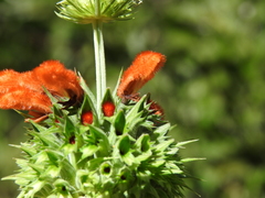 Leonotis nepetifolia