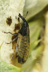 Lixus cardui