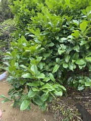 Syzygium simile