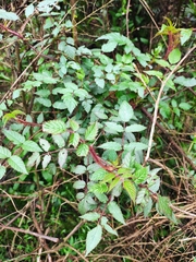 Rubus sumatranus