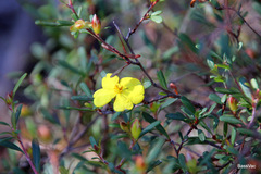 Hibbertia bracteata