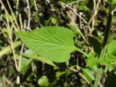 Leonotis nepetifolia