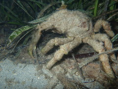 Paranaxia serpulifera