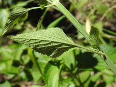 Leonotis nepetifolia