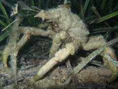 Paranaxia serpulifera