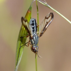 Dorycera grandis