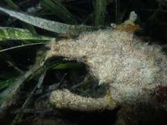 Paranaxia serpulifera