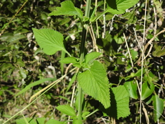 Leonotis nepetifolia