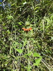 Leonotis nepetifolia