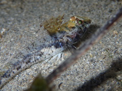 Nesogobius pulchellus