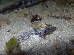 Nesogobius pulchellus