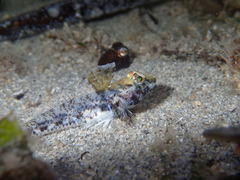 Nesogobius pulchellus