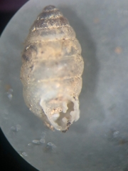 Gastrocopta armifera