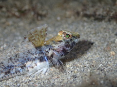 Nesogobius pulchellus