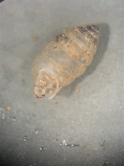 Gastrocopta armifera