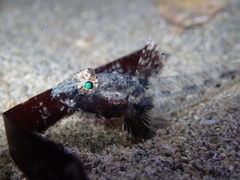 Nesogobius pulchellus