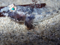Nesogobius pulchellus